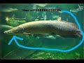 Easiest Feed And Grow Fish Boss