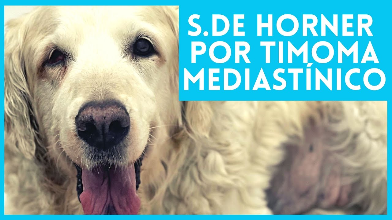 Watch LOLA 🐶LA GOLDEN RETRIEVER CON SINDROME DE HORNER POR UN TIMOMA EN EL MEDIASTINO CRANEAL Now LOLA 🐶LA GOLDEN RETRIEVER CON SINDROME DE HORNER POR UN TIMOMA EN EL MEDIASTINO CRANEAL