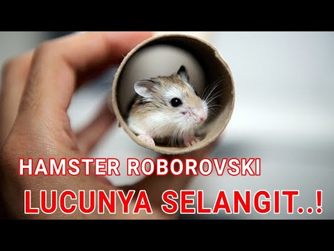 Mengenal Hamster Roborovski Beserta Ciri Ciri Perawatan 