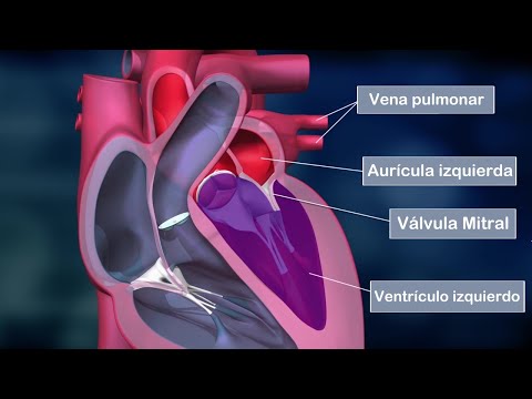 The HUMAN HEART: parts, atria, ventricles, valves, functions (anatomy)