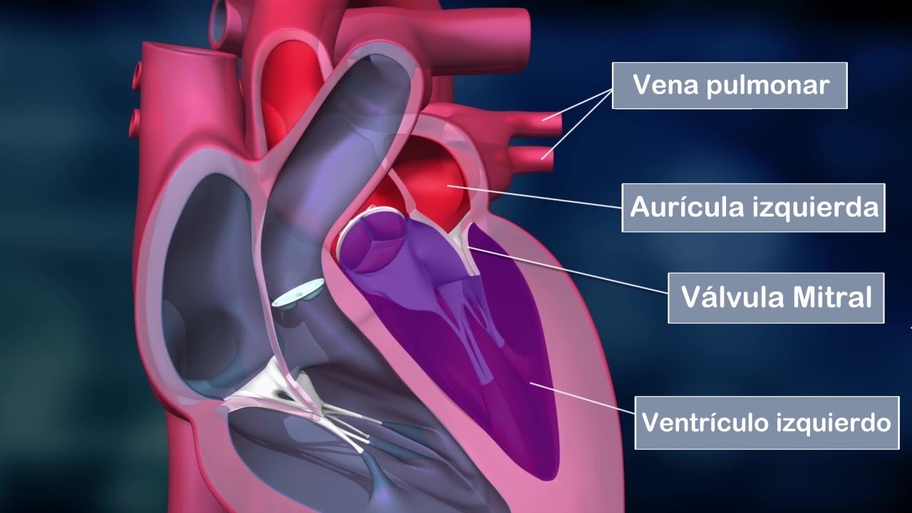 El corazón humano: partes, aurículas, ventrículos, válvulas, funciones (anatomía)