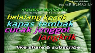 Download lagu Masteran burung kombinasi belalang kecek kapas tembak c.jenggot jangkrik ampuh mp3 Download lagu Masteran burung kombinasi belalang kecek kapas tembak c.jenggot jangkrik ampuh mp3