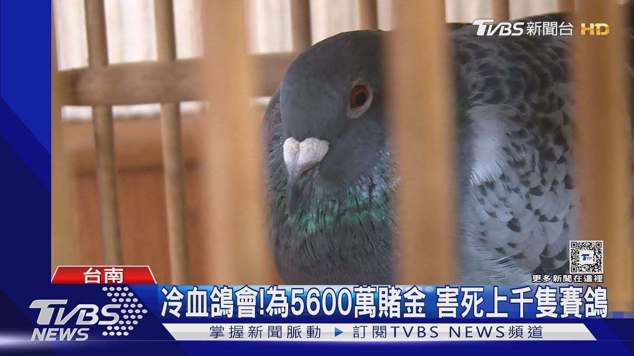 無良鴿會!為5600萬巨額賭金 害死上千隻賽鴿