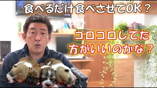 子犬ってコロコロ太らせた方が良いのかな？食事制限した方が良いのかな？