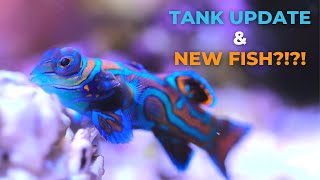 16 Gallon Reef Tank Update - Baby Mandarin Dragonet and New Clown Goby?!?!