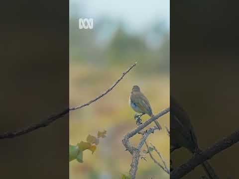 Swamp life – Miaree Pool, Western Australia Nature Escapes ABC Australia