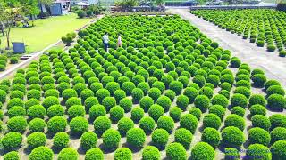 田尾 波波草