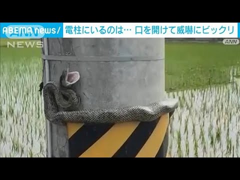 ヘビを追い払う 庭の自然に効果的な家庭用忌避剤