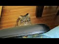 My Cat Taps My Arm Before Jumping Into My Lap