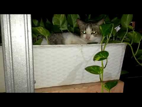 cat alone in the middle night so poor she is #cat #cats