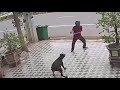 Man Chasing Dog Defend Against Dog Attack Funny Moments