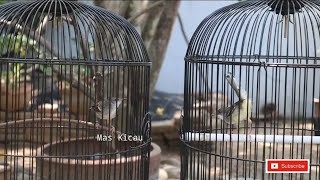 Download lagu Tes Mental Ciblek Kristal Paud Vs Ciblek Semi Dewasa mp3