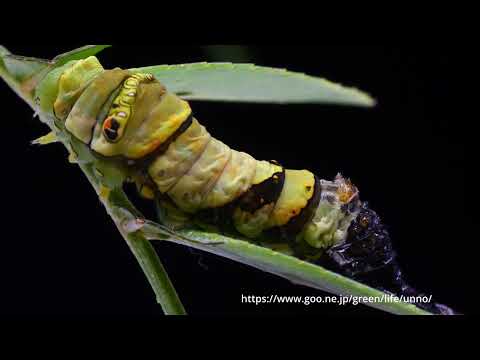 ナミアゲハの脱皮　終齢への変身