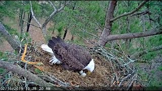 Berry College Eagles~Mom is rolling the eggs~10:27 AM 2019/02/16