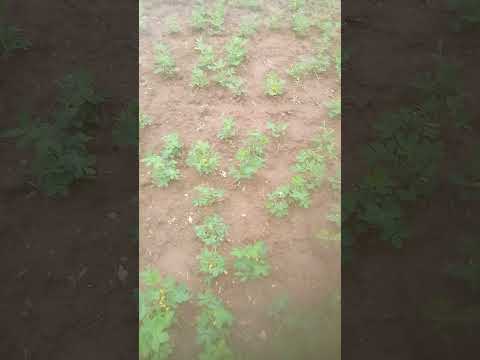 #villega.barka.chumba.#dayashankar.rajka