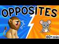 Learn OPPOSITES For KIDS Opposite Words Compilation Toddler Preschool Learning