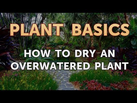 How to Dry an Overwatered Plant
