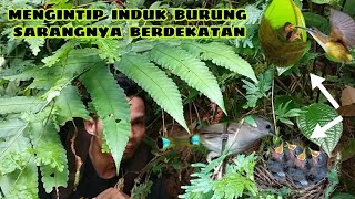 Download lagu INDUK BURUNG GAK ADA TAKUTNYA, DI INTIP MALAH CUEK mp3 Download lagu INDUK BURUNG GAK ADA TAKUTNYA, DI INTIP MALAH CUEK mp3