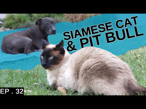 Siamese Cat living with a pit bull (How do we make them get along)