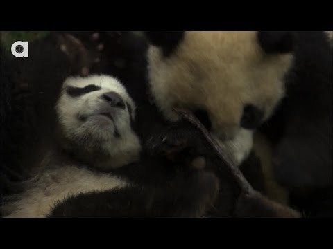 Top 3 Worst Animal Parents # 《動物腥球：噬犢情深》為您解開世界三大沒良心父母的神祕檔案(隱藏字幕) (Top 3 Worst Animal Parents # 《動物腥球：噬犢情深》為您解開世界三大沒良心父母的神秘檔案(隱藏字幕))