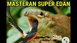 Download lagu Masteran Murai Paling Sempurna | suara bajing kekes mp3