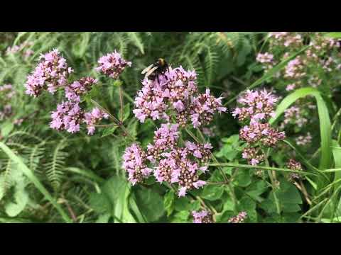 Identifying Wild Marjoram, Origanum vulgare, and how to use it