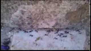 zeca Afonso - A Formiga no Carreiro