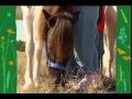 Barney Every Animal Talks In Its Own Special Way