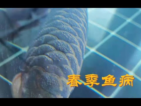 龍魚生病