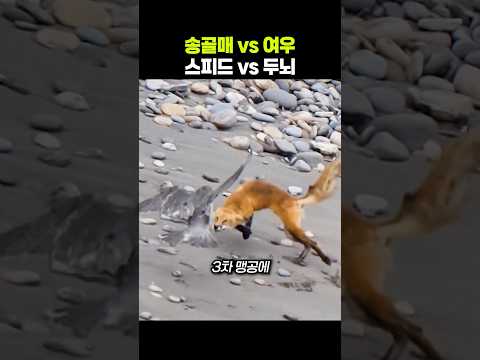 여우가 송골매에게 공격 받자 보인 놀라운 행동ㄷㄷ