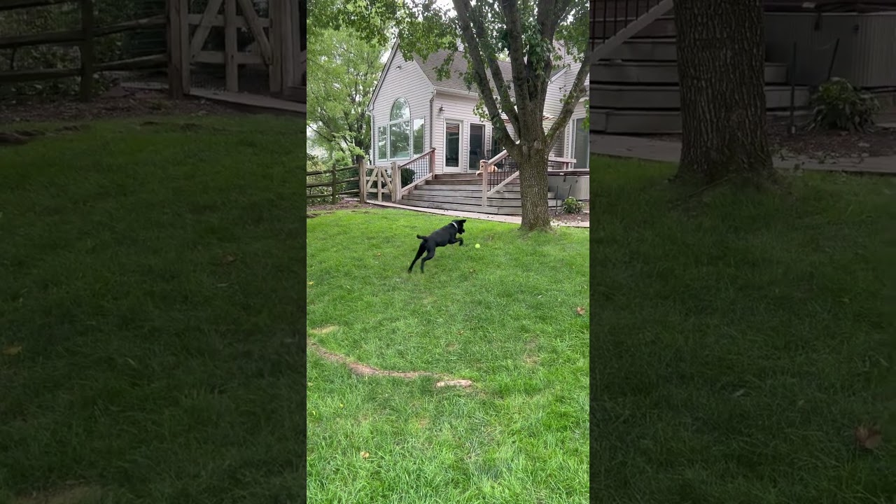 Enlarge Cuddle Monster, a Adopted Labrador Retriever in Warrington, PA video 6/6
