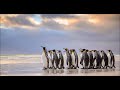 Vangelis -  Life Of Antarctica