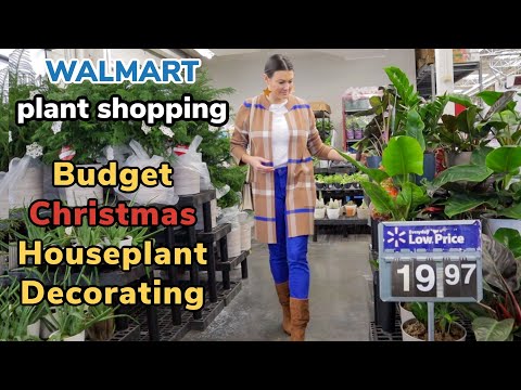 Walmart Big Box Houseplant Shopping & Plant Haul, Budget Christmas Houseplant Decorating