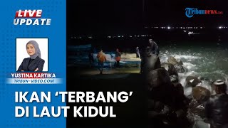 Fenomena Aneh Ribuan Ikan Laut Terbang ke Darat di Pesisir Pantai Selatan Cianjur, Warga Berburu