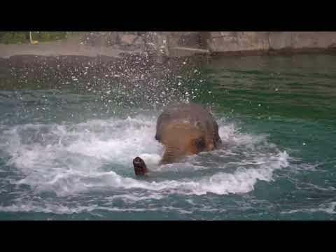 5 Minutes of the Sound of Splashing Water | Elephant Fun - ASMR Vibrations