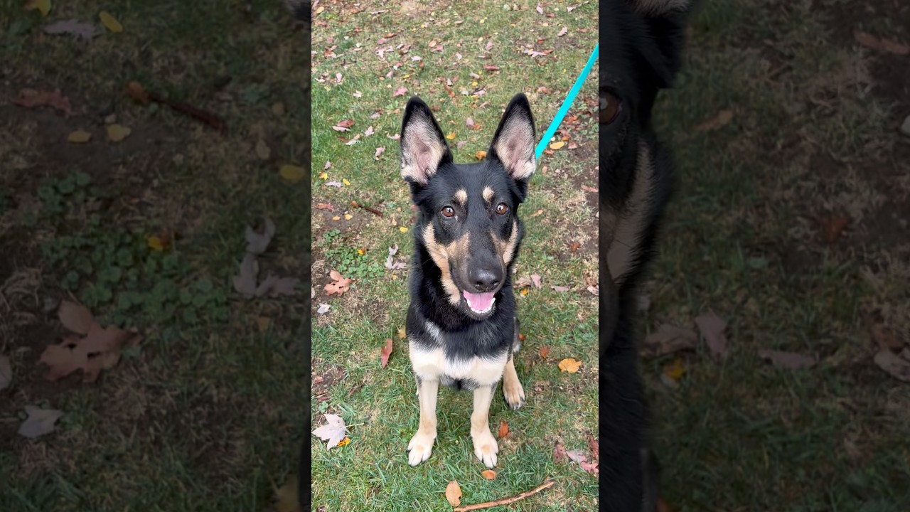 Enlarge Niko, a Adoptable mixed breed in Briarcliff Manor, NY video 6/6