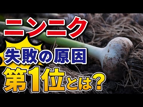 , title : '#11.【ニンニク栽培】追肥のサイン！ここで大きな差がつきます！【家庭菜園】'