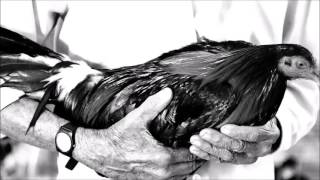 Alfreo Rios El Komander -- El Gallero letra