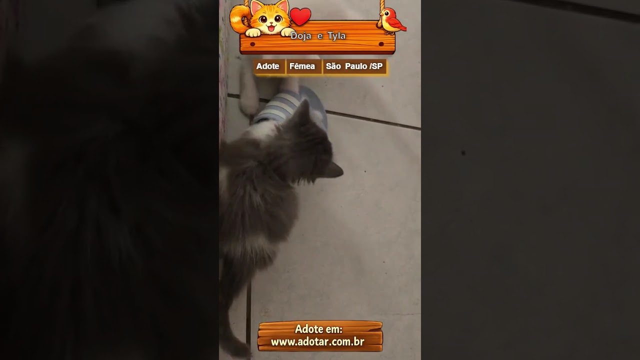 Gato raça SRD-ViraLata idade Abaixo de 2 meses nome Doja e Tyla 