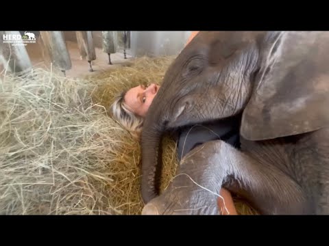 The Cutest Cuddles with Baby Elephant Phabeni & His Human Mother