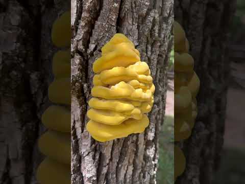 Hongo amarillo en Casa Grande Córdoba, que hongo es??