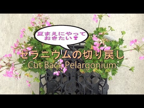 ペラルゴニウムの剪定時期はいつ？彼らの繁栄のための正しい行動は何でしょうか？有益なビデオ  庭園