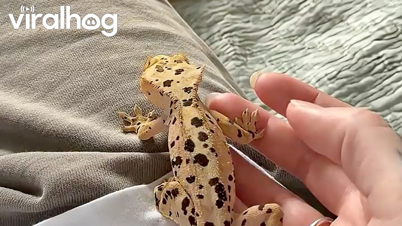 Little Gecko Wants to Make Friends || ViralHog