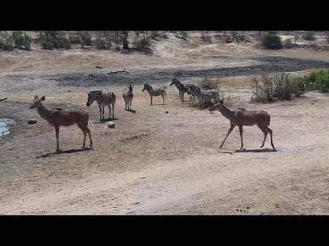 Djuma: Zebras, Kudus, Impalas and Warthogs - 10:47 - 10/06/19