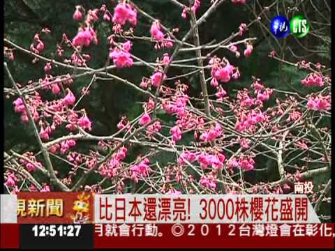 週末好去處! 九族文化村櫻花盛開