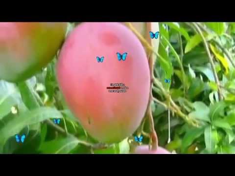 amazing vegetable on hydroponic and fruit farming system 35