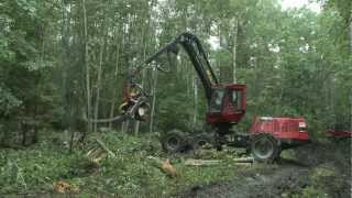 El futuro de los bosques de Rusia