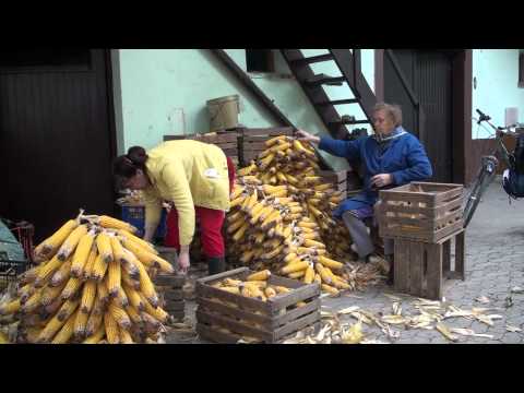 TRGANJE IN LIČKANJE KORUZE, DOMŽALE 27. 10 IN 4. 11. 2010.mpg