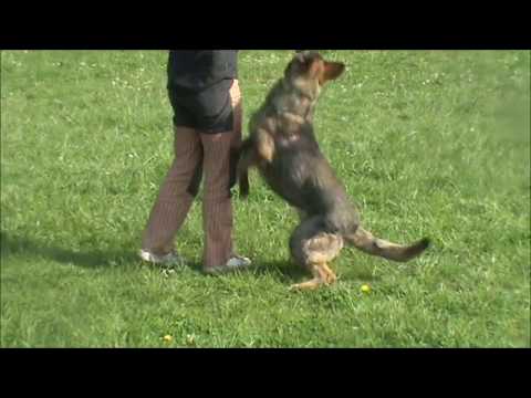 Gimmy z Jukasu - obedience - 10 months