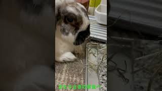 またうさぎの🐰草食べ